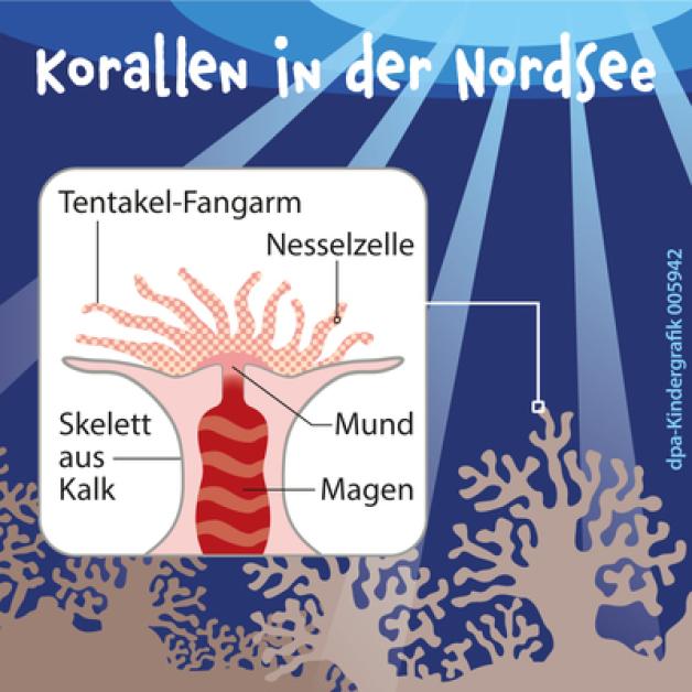 Hier erkennst du, woraus Korallen bestehen. Hier erkennst du, woraus Korallen bestehen.