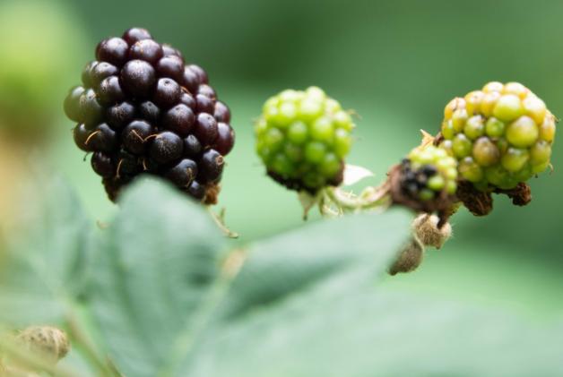 Aus reifen Brombeeren kannst du dunkelroten Saft pressen. Damit kann man malen oder Handabdrücke auf Bäumen hinterlassen. Aus reifen Brombeeren kannst du dunkelroten Saft pressen. Damit kann man malen oder Handabdrücke auf Bäumen hinterlassen.