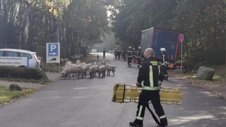 Auf der Bundesstraße 402 bei Meppen-Bokeloh ist ein mit Schweinen beladener Lkw umgekippt.