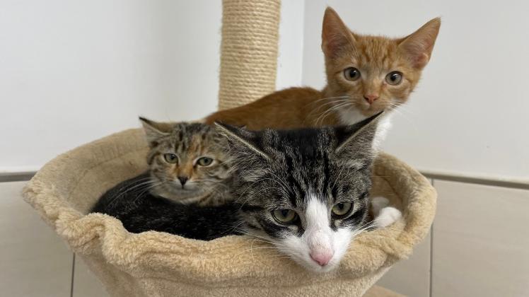 Diese drei ausgesetzten Katzen im Ganderkeseer Tierheim Bergedorf suchen noch ein neues Zuhause.