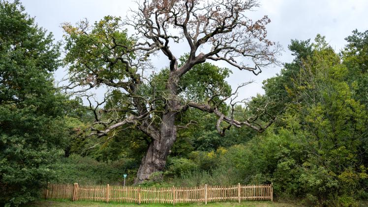 Everseiche in Osnabrück - Osnabrücks ältester Baum ist in einem kritischem Zustand