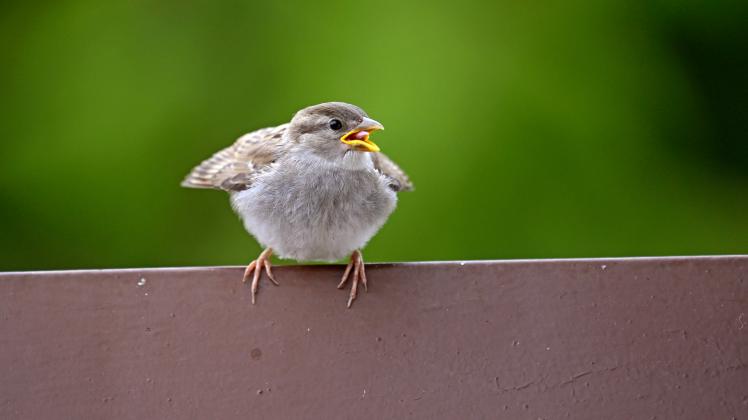 22.05.2022, Singvögel im heimischen Garten in Bad Wörishofen, ein junger Haussperling (Passer domesticus) auf dem Balkon