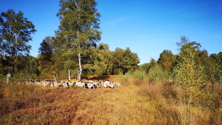 Hier weiden die Schafe von Kai Mithöfer auf einer Fläche von gut acht Hektar. Das Gelände im Hahnenmoor ist unübersichtlich und bietet Schutz für Wölfe.