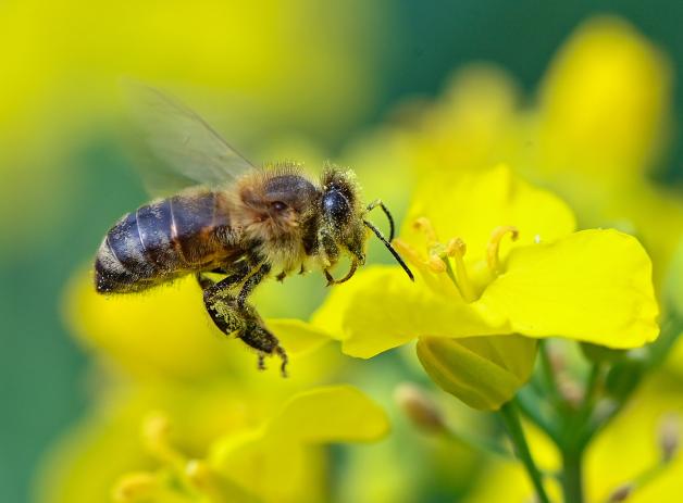 Eine Biene ist im Anflug auf eine Rapsblüte.