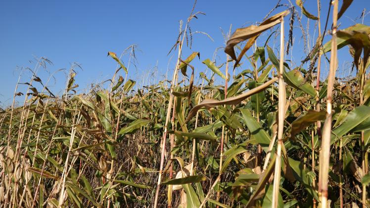 Farblos und welk wie hier auf einem Acker in Surwold sahen die Maispflanzen in diesem Jahr vielerorts im Emsland aus.