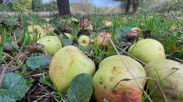 Viele Äpfel auf der Apfelwiese in Eckernförde liegen schon am Boden, sind aber unbeschädigt oder haben nur kleine Stellen.