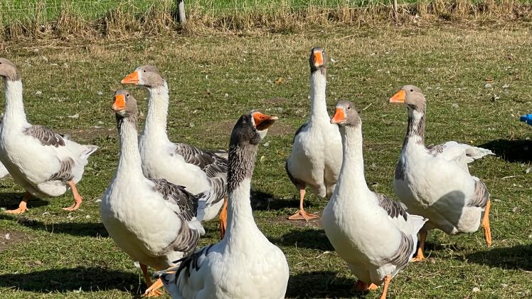 In Rietberg-Varensell mussten am Sonntag wegen eines Geflügelpestausbruchs 8000 Gänse, Enten und Hühner geschlachtet werden.
