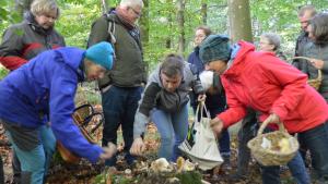 Die Teilnehmer des Pilzlehrgangs sammeln ihre erste Funde auf einem Baumstumpf, wo sie von Experte Sönke Lettau sortiert und erklärt werden.