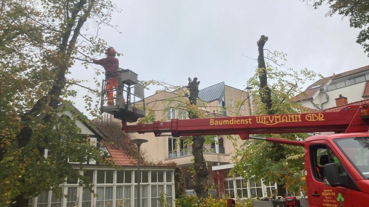 Hannes Weymann von der gleichnamigen Baumdienst GbR hat am Georginenplatz einen fachgerechten Beschnitt der Starkbäume durchgeführt. 