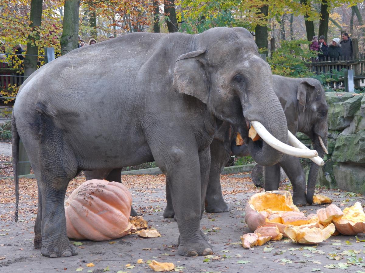 Was passiert mit einem Toten elefant?