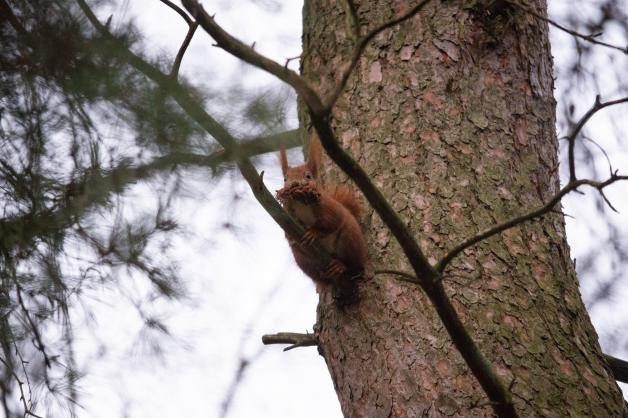 Eichhörnchen hinterlassen auch Spuren im Wald: zum Beispiel Nussschalen oder angeknabberte Tannenzapfen.