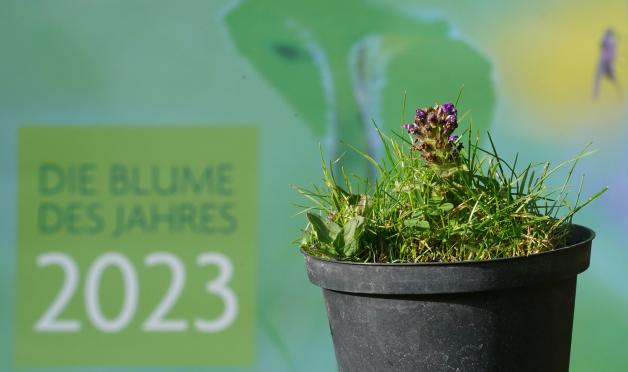 Die Kleine Braunelle ist die «Blume des Jahres 2023».