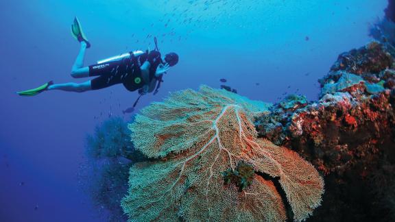 <p>HANDOUT - Auch wenn steigende Meerestemperaturen und Korallenbleichen den Riffen schwer zugesetzt haben, sind die Malediven immer noch ein Weltklasse-Tauchrevier. Foto: Amilla Maldives Resort and Residences/dpa-tmn - ACHTUNG: Nur zur redaktionellen Verwendung im Zusammenhang mit dem genannten Text und nur bei vollständiger Nennung des vorstehenden Credits</p> Eine Person taucht zu Korallen
