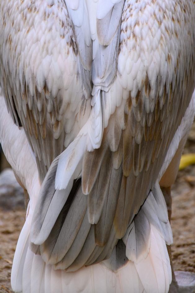 An den Flügeln ist das Grau des Pelikans Torsten noch da.
