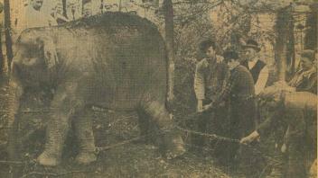 Nur zwei Tage nach ihrer Ankunft am Schölerberg brach die damals fünfjährige Elefantenkuh Targa Ende April 1961 aus dem Zoo Osnabrück aus und musste in einem Wald bei Voxtrup wieder eingefangen werden (Archivfoto).