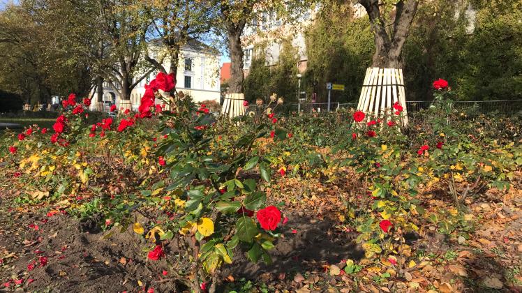 Bis Sonnabend werden die Rosen im Rosengarten Rostock ausgegraben.