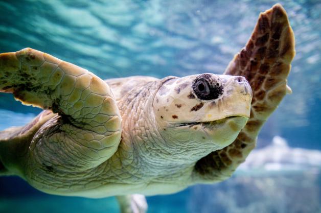 Schildkröte Poldi schwimmt durch ein Wasserbecken im Aquarium Wilhelmshaven.