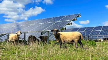 27.09.2022, Solarpark mit den PV-Modulen in Mindelheim im Unterallgäu, Schafe weiden vor den Modulen. 27.09.2022, Photov