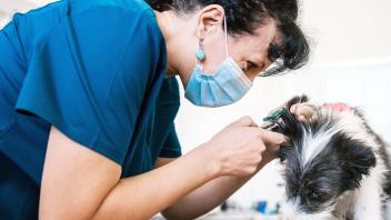 Side view of adult woman in medical mask examining ear of furry puppy while working in modern vet clinic, Model released