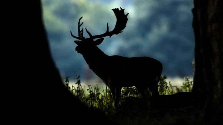 Damhirsch (Dama dama), Silhouette am Waldrand, North Norfolk, UK *** Fallow deer Dama dama , silhouetted on the edge of
