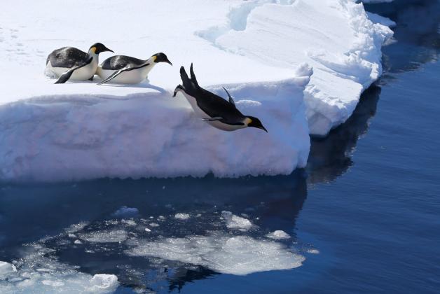 Auch bei Pinguinen gehören die Krebstiere zur Nahrung.