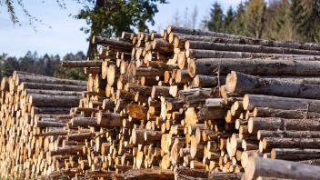 Holz aus Meller Wäldern wird abtransportiert - 26.10.2022