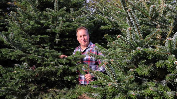 Für die Sonderkultur Weihnachtsbäume hat Landwirt Holger Strübbe nur eine kurze Erntezeit von jetzt bis kurz vor Heilig Abend.