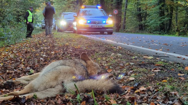 Auf der L102 wurde der Wolf von einem Auto angefahren. 