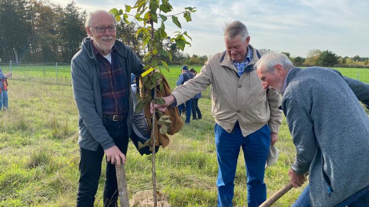 Arie Vandenbos (von links), Hans-Peter Kröger und Manfred Delfs pflanzen einen Kirschbaum.