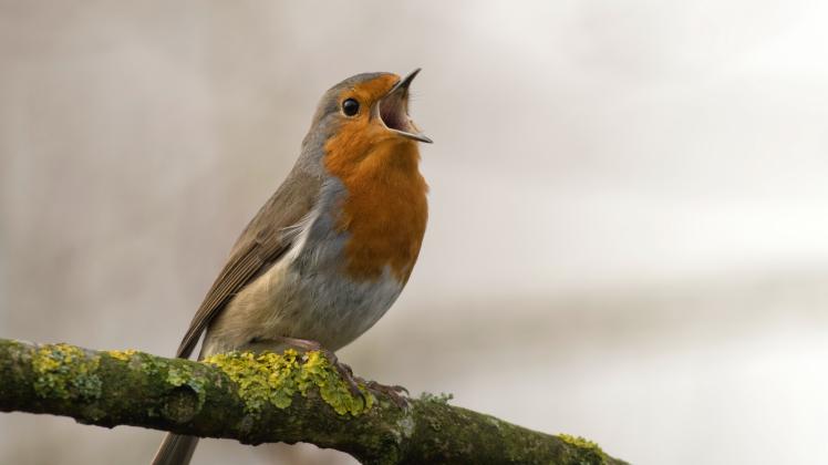 Kein Piepmatz weit und breit? Online gibt es Millionen Videos von Hobby-Ornithologen.