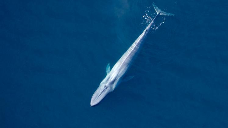Blue whale.Balaenoptera musculus.Gulf of California (Sea of Cortez), Mexico Copyright: xFrancoisxGohierx/xVWPicsx FGO-68