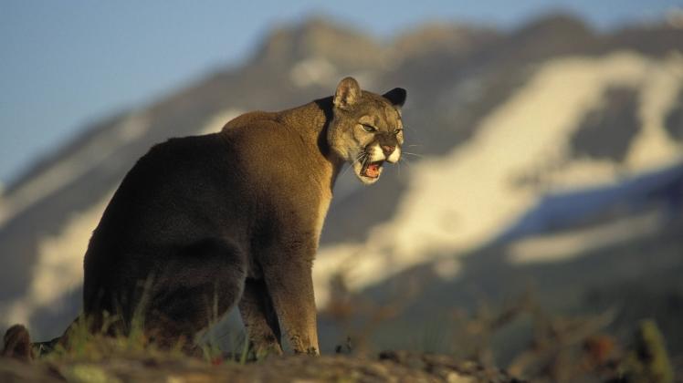 Cougar Mountain Lion Puma Summer in the Rocky Mountains canada PUBLICATIONxINxGERxSUIxAUTxHUNxO