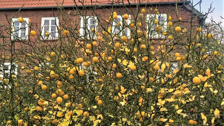 Hunderte goldgelb leuchtender Bitterorangen schmücken derzeit die Dreiblättrige Orange
 im Historischen Bauerngarten Kastanienhof in Bülow.