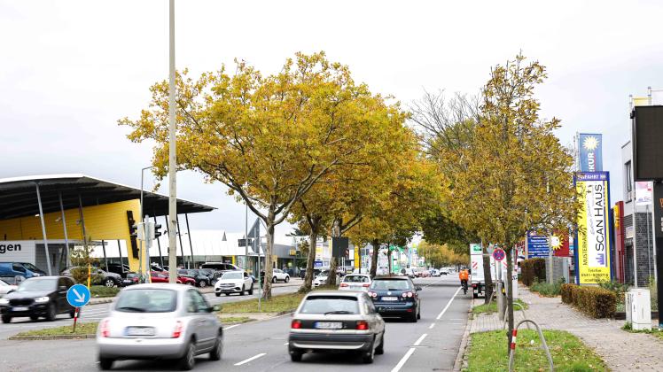 Osnabrück: An der Pagenstecherstraße werden (hier vom Springmannskamp aus) voraussichtlich mindestens 27 Großbäume gefällt, um Platz für vier Autospuren + zwei Radwege zu bekommen.  17.10.2022