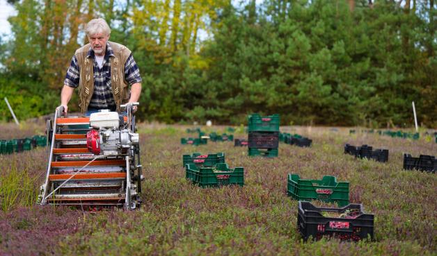 Die Cranberry-Ernte ist viel Handarbeit. Die Cranberry-Ernte ist viel Handarbeit.