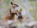 KINA - Seltene Kängerus tappen in Kamerafalle