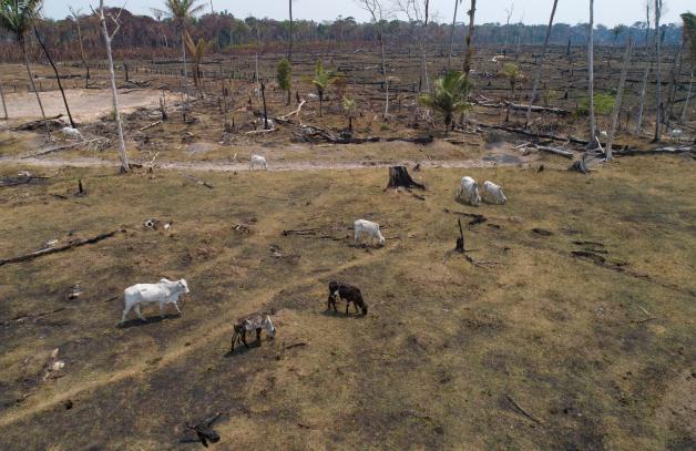 Häufig wird Regenwald abgeholzt, um Platz für Rinderweiden zu schaffen.