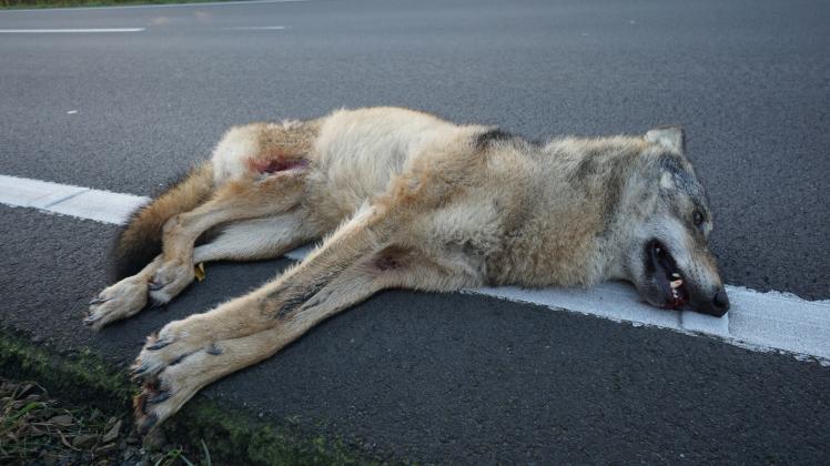 Der Wolf wurde beim Unfall getötet.