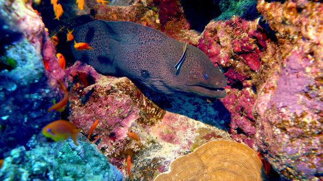 Die Unterwasserwelt Ägyptens ist ein Paradies für Taucher.