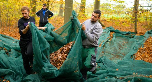 Helfer tragen ein Netz, mit dem Bucheckern aufgefangen worden sind. Helfer tragen ein Netz, mit dem Bucheckern aufgefangen worden sind.