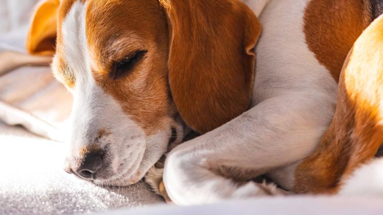 Tricolor Beagle Erwachsener Hund auf Sofa in hellem Raum - niedliche Tierfotografie *** Tricolor Beagle Adult Dog at Sof