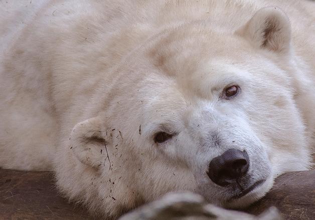 Bei Eisbären, wie Hertha aus dem Tierpark Berlin, ist die Haut unter dem dicken Fell schwarz.