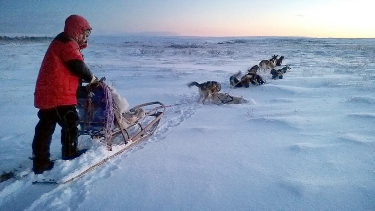 Kein Baum weit und breit, nur Schnee  und die Hunde lieben es.  Bei minus 25 Grad fährt Luis  100 Kilometer mit dem Hundeschlitten.Es ist nie zu kalt für einen Husky

Die Hunde bellen. Sie möchten nur noch los. Raus in die Berge, in die Kälte. Das Thermometer zeigt -25 Grad Celsius an. Aber für die Schlittenhunde kann es gar nicht kalt genug sein. Immer wieder schmeißen sie sich in den Schnee um sich abzukühlen, dabei sind wir noch nicht mal losgefahren. 
Der Anker, ähnlich wie von einem Schiff, wird losgemacht und die zwei Schlitten mit den jeweils 14 Hunden setzen sich in Bewegung. 
Stille. Das aufgeregte Bellen der 28 Huskies hört abrupt auf. Die komplette Konzentration liegt auf dem Rennen. Dafür sind diese Tiere geboren und sie lieben es.
