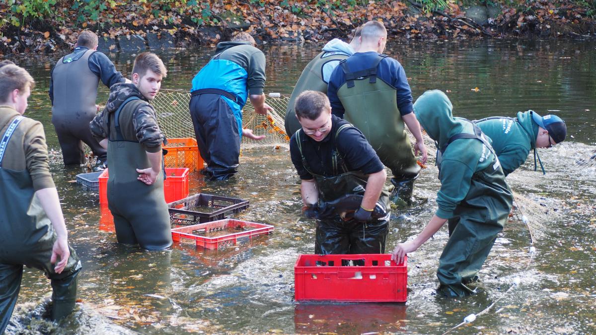 Angler des SAV holten 200 Karpfen aus dem Zuchtteich in Tornesch