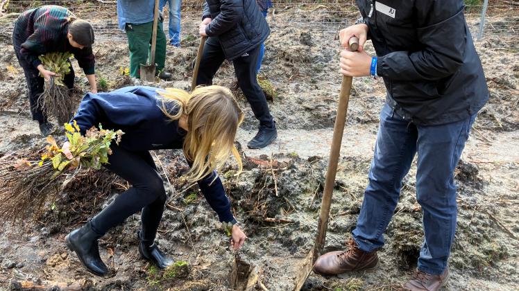 Am Samstag fanden sich Brandenburger CDU-Mitglieder im Gadower Forst ein, um 1000 Eichen zu pflanzen.