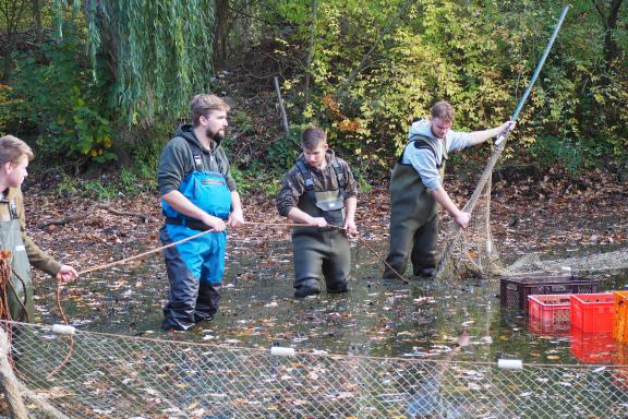 Schlammige Angelegenheit Angler holen Karpfen aus dem BirkenhainTeich