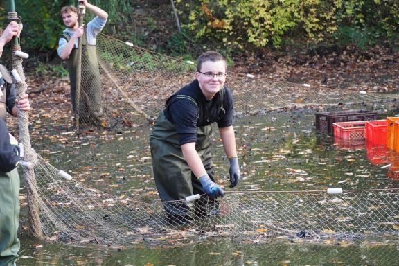 Schlammige Angelegenheit Angler holen Karpfen aus dem BirkenhainTeich