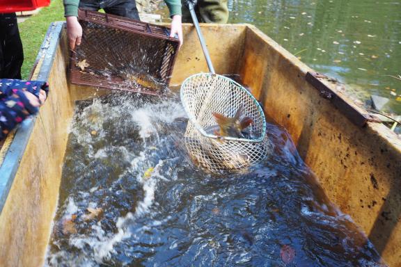 Schlammige Angelegenheit Angler holen Karpfen aus dem BirkenhainTeich
