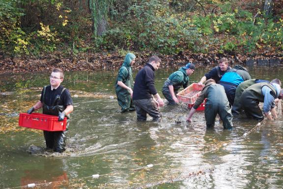 Schlammige Angelegenheit Angler holen Karpfen aus dem BirkenhainTeich