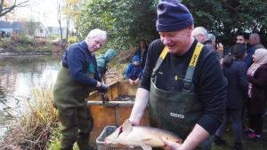 Abfischen in Tornesch: Angler holen vier Zentner Karpfen aus dem Birkenhain-Teich